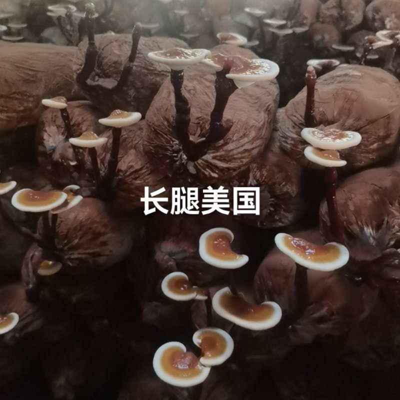 大金边灵芝，今年的新货，己下来，货源充足货真价实
