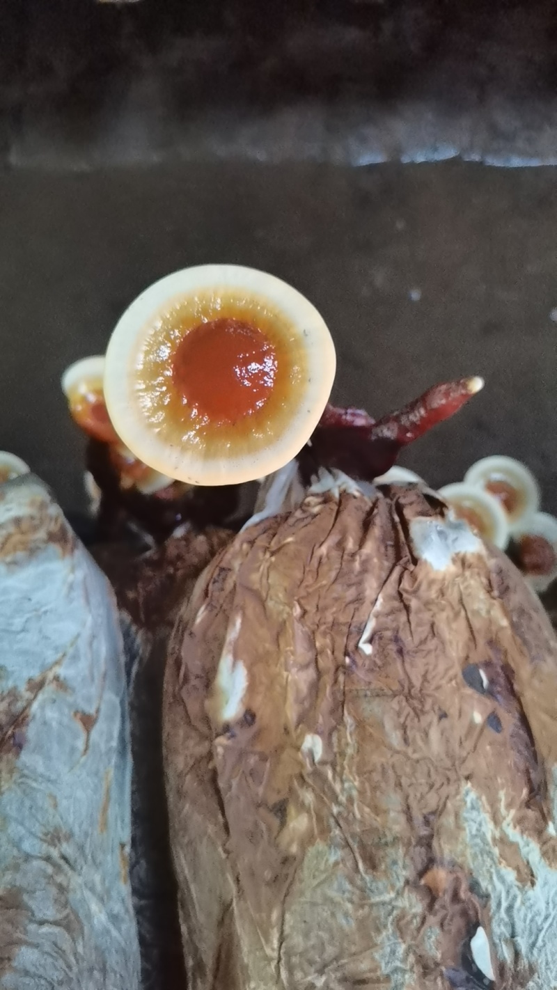 大金边灵芝，今年的新货，己下来，货源充足货真价实