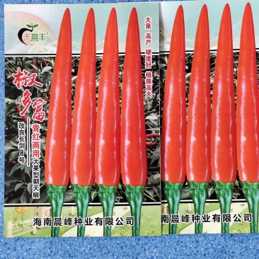 单生大果青红两用朝天椒长势强硬度好品种保证厂家发货