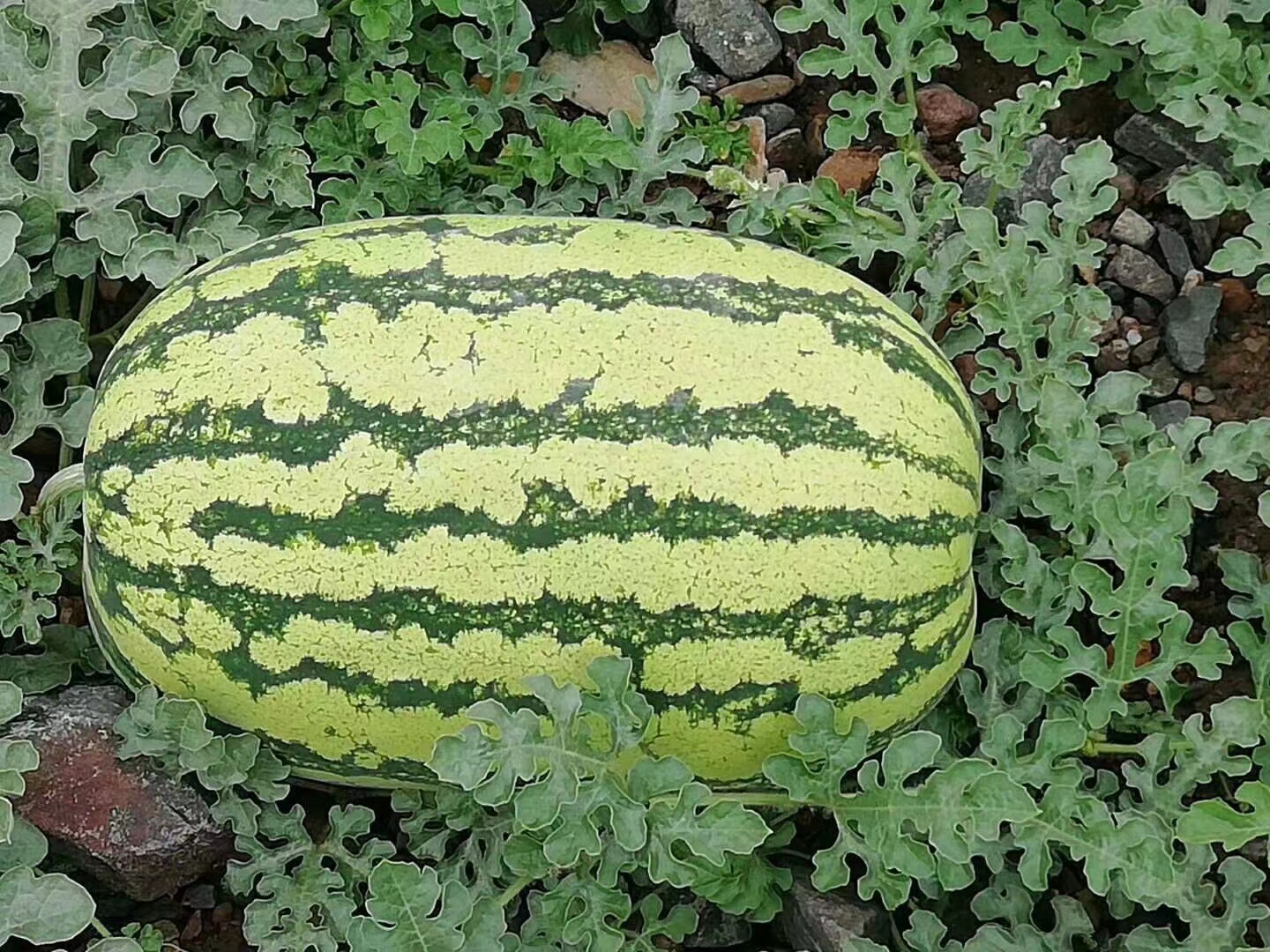 野西瓜植株特写