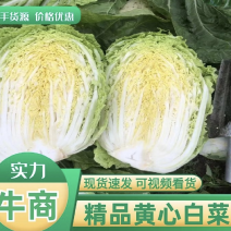 兰州白菜黄心白菜大量上市精品货源产地直发