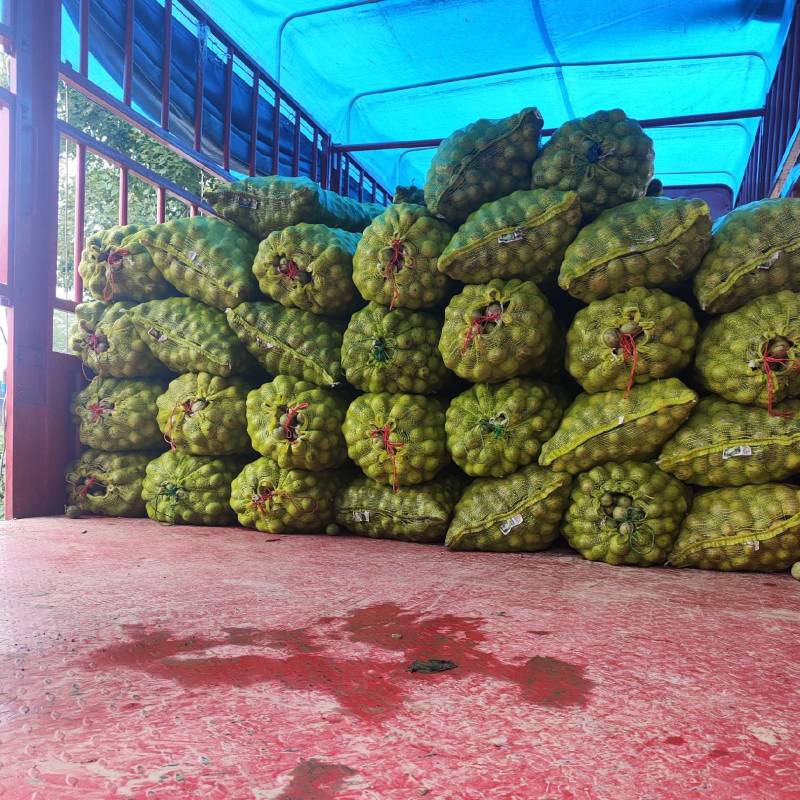 40起步不封顶青皮核桃大量供应