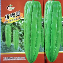 油绿有光泽肩平尾钝肉厚硬度好商品佳品质保证厂家发货