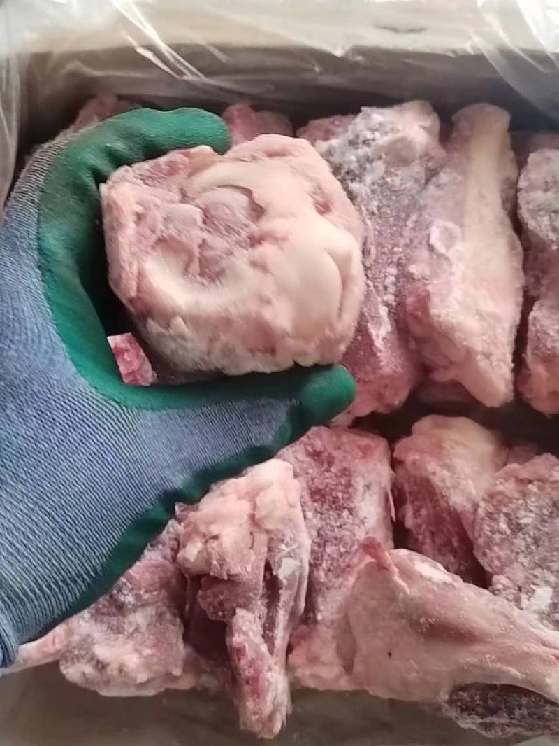 后肘骨
