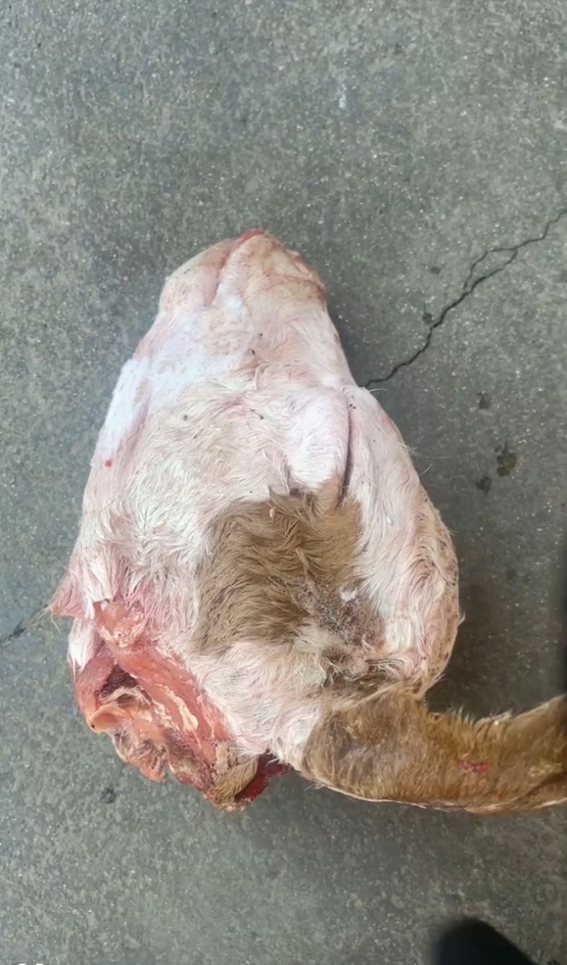 带毛乳牛头乳牛蹄可定做火烧水退牛头肉去骨牛蹄