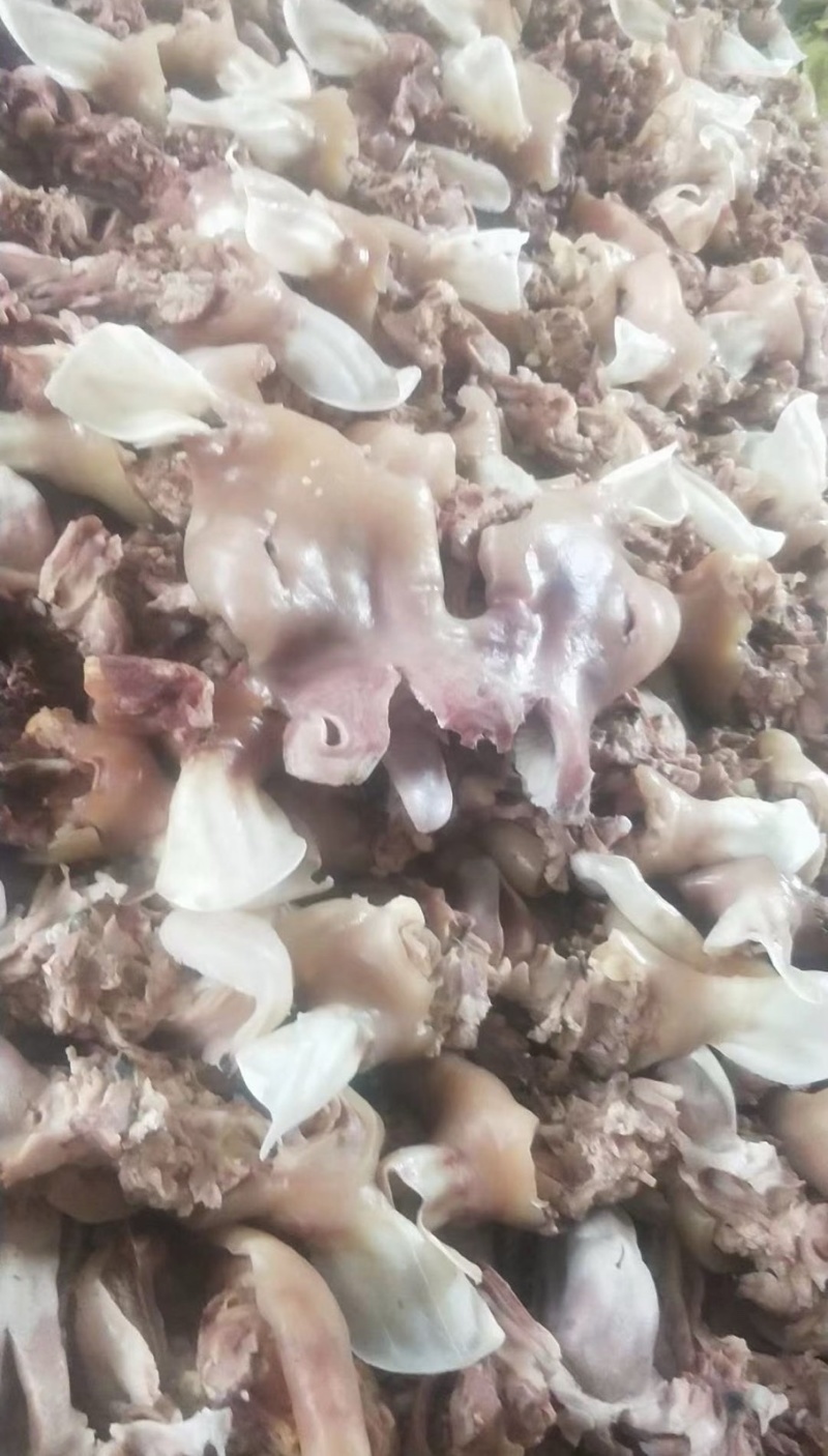 带毛乳牛头乳牛蹄可定做火烧水退牛头肉去骨牛蹄