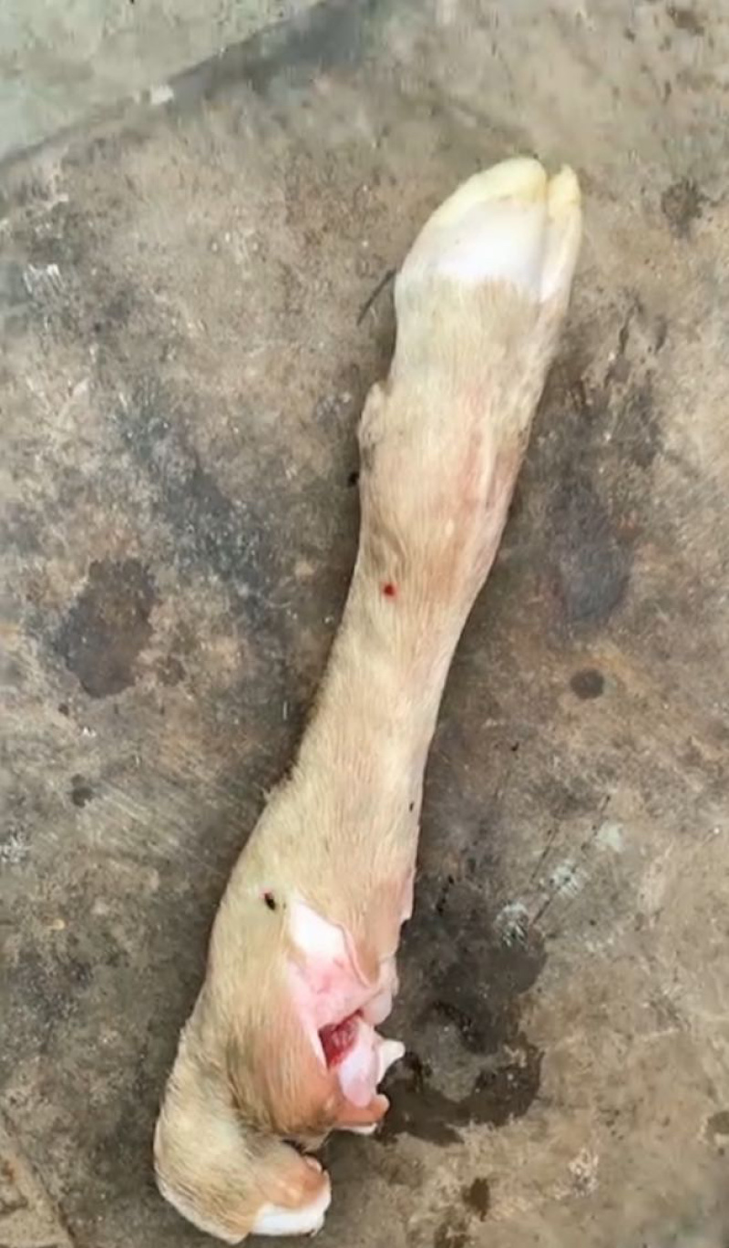 带毛乳牛头乳牛蹄可定做火烧水退牛头肉去骨牛蹄