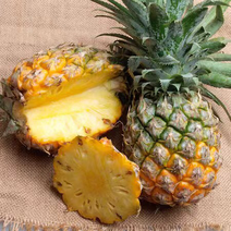 云南香水菠萝大量上市价格美丽产地直发好吃不麻嘴