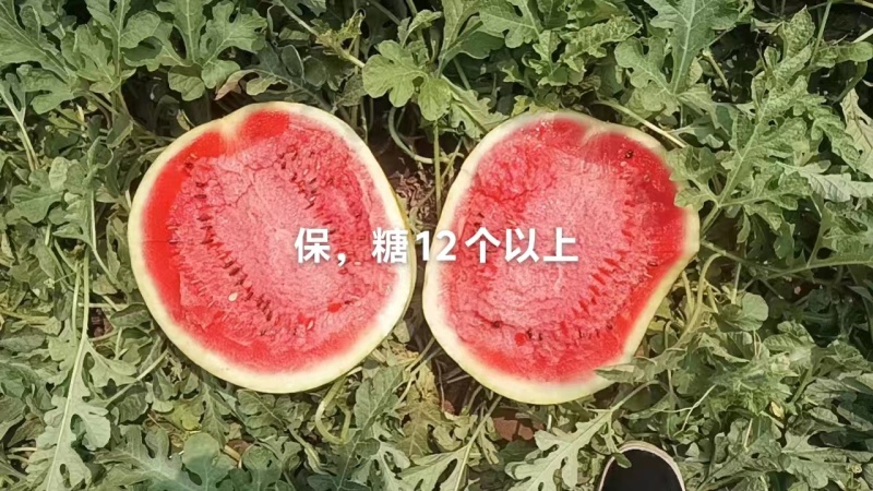 《热卖》西瓜/内蒙西瓜/沙地西瓜/庆红999承接电商市场