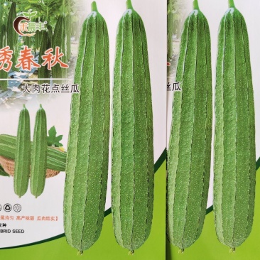 早熟花点丝瓜肉厚头尾均匀耐寒性能好稍耐热厂家直发品质保正