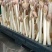 【实力】花生芽保质保量量大价优可视频看货欢迎选购