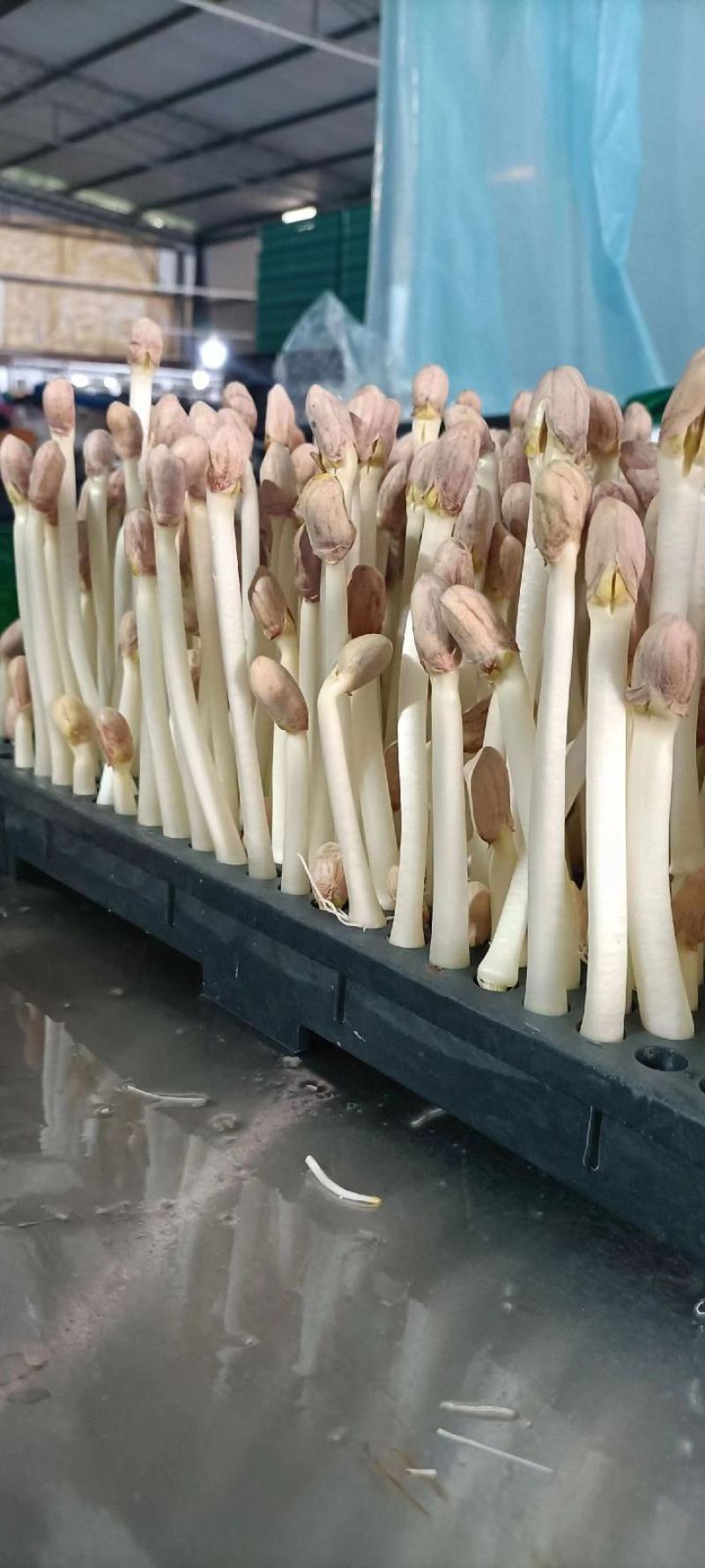 【实力】花生芽保质保量量大价优可视频看货欢迎选购