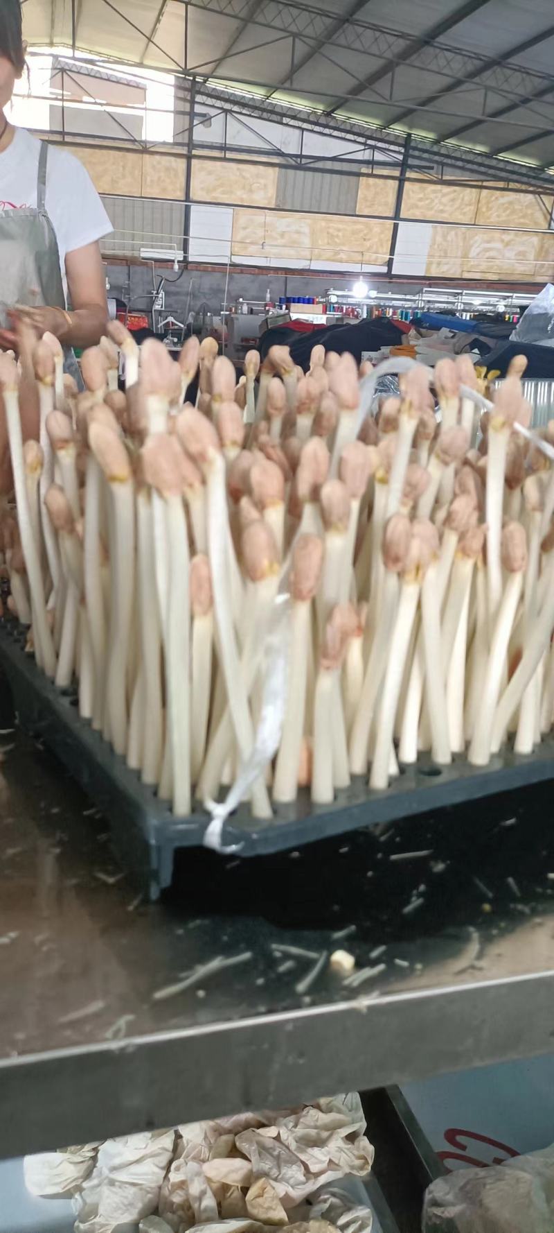 【实力】花生芽保质保量量大价优可视频看货欢迎选购