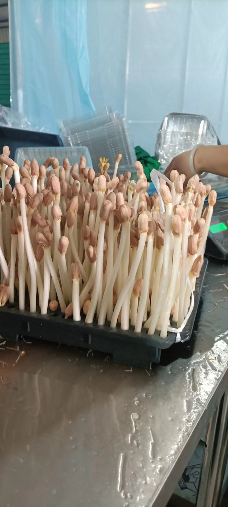 【实力】花生芽保质保量量大价优可视频看货欢迎选购