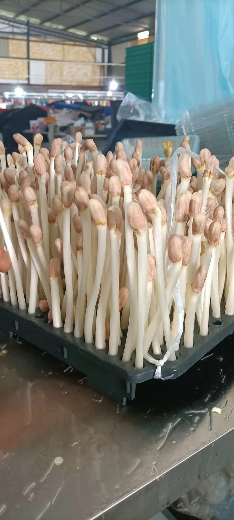 【实力】花生芽保质保量量大价优可视频看货欢迎选购