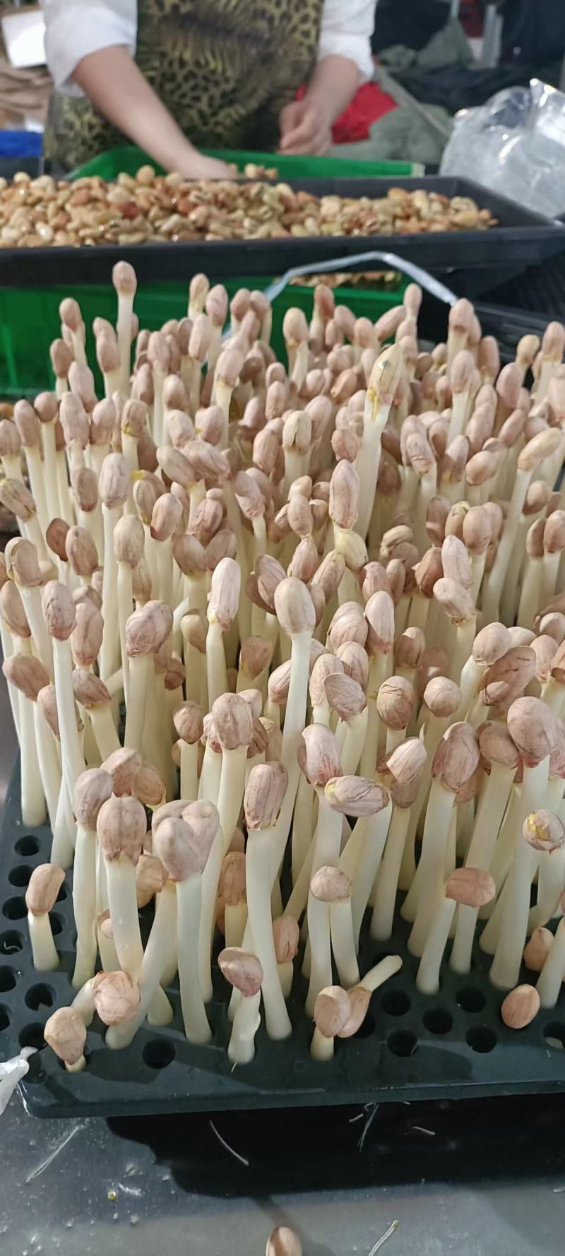 【实力】花生芽保质保量量大价优可视频看货欢迎选购