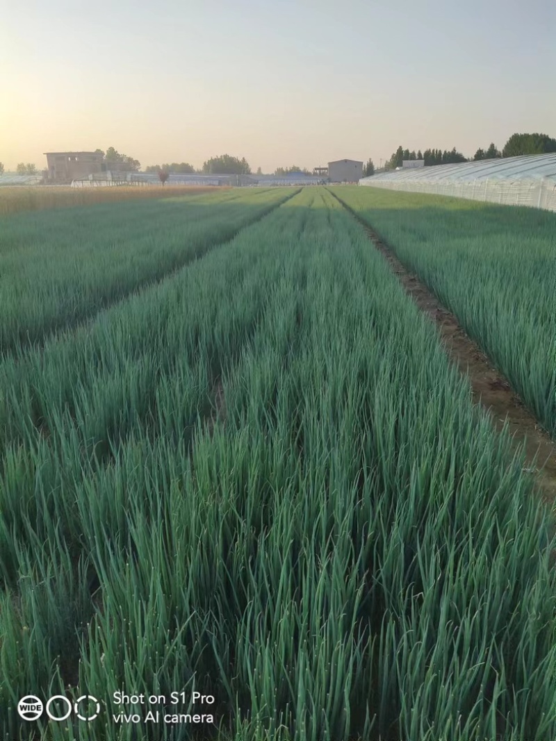 铁杆刚葱葱苗，抗涝耐热能力强，市场需求量大，希望大家预定