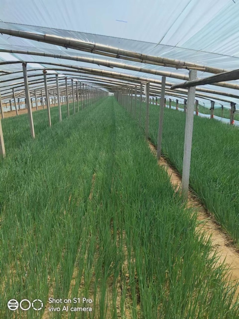 铁杆刚葱葱苗，抗涝耐热能力强，市场需求量大，希望大家预定