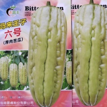 油绿色直筒型，极高产，抗病耐热耐雨水抗病苦瓜种子品质保障