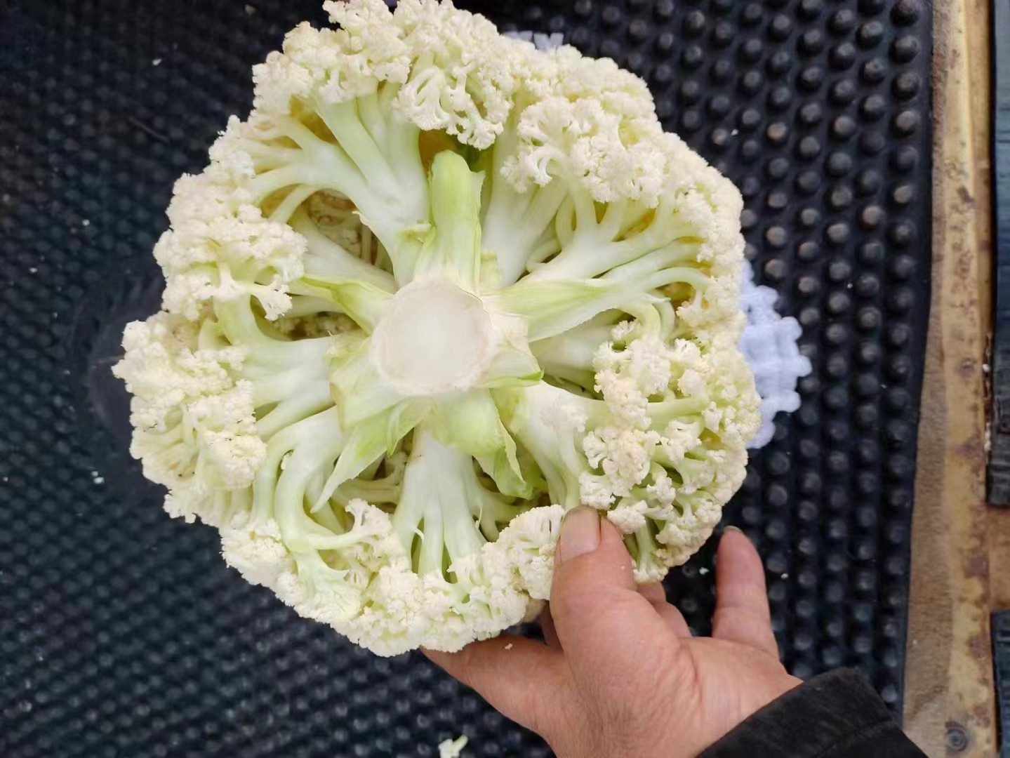 白花菜花在厨房中被切开准备烹饪的场景