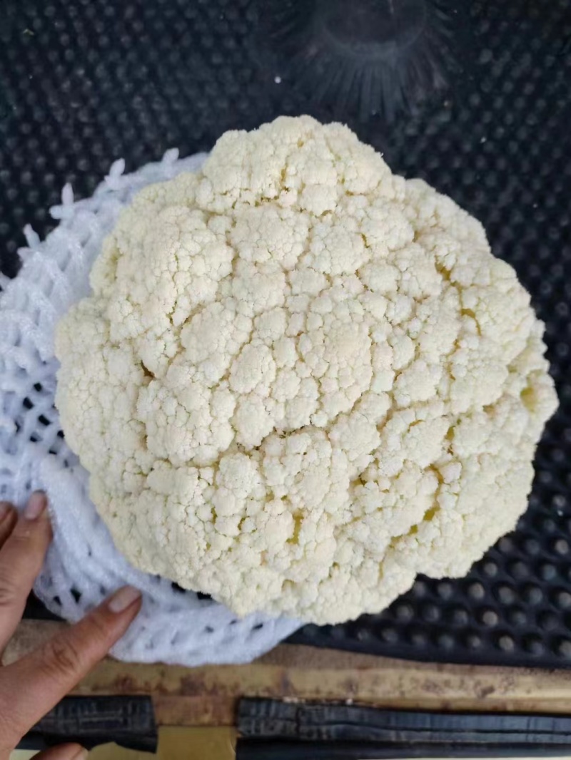 菜花/云南菜花/自家种植/产地批发/欢迎老板来电