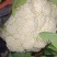 菜花/云南菜花/自家种植/产地批发/欢迎老板来电
