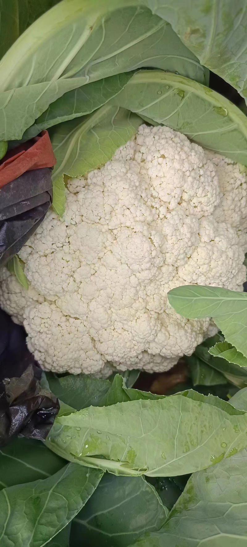 菜花/云南菜花/自家种植/产地批发/欢迎老板来电