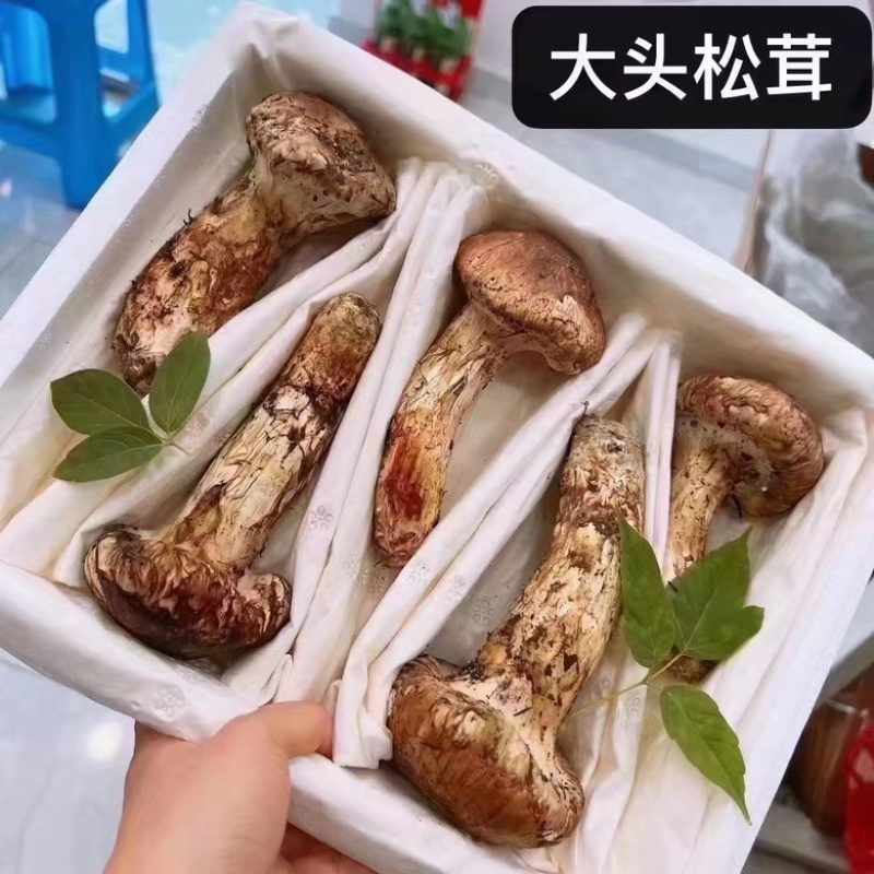 四川甘孜鲜松茸精选品质雅江野生菌雅江特产