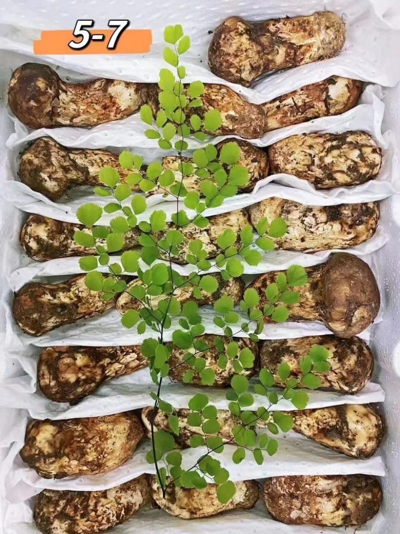 四川甘孜鲜松茸精选品质雅江野生菌雅江特产