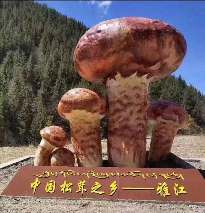 四川甘孜鲜松茸精选品质雅江野生菌雅江特产