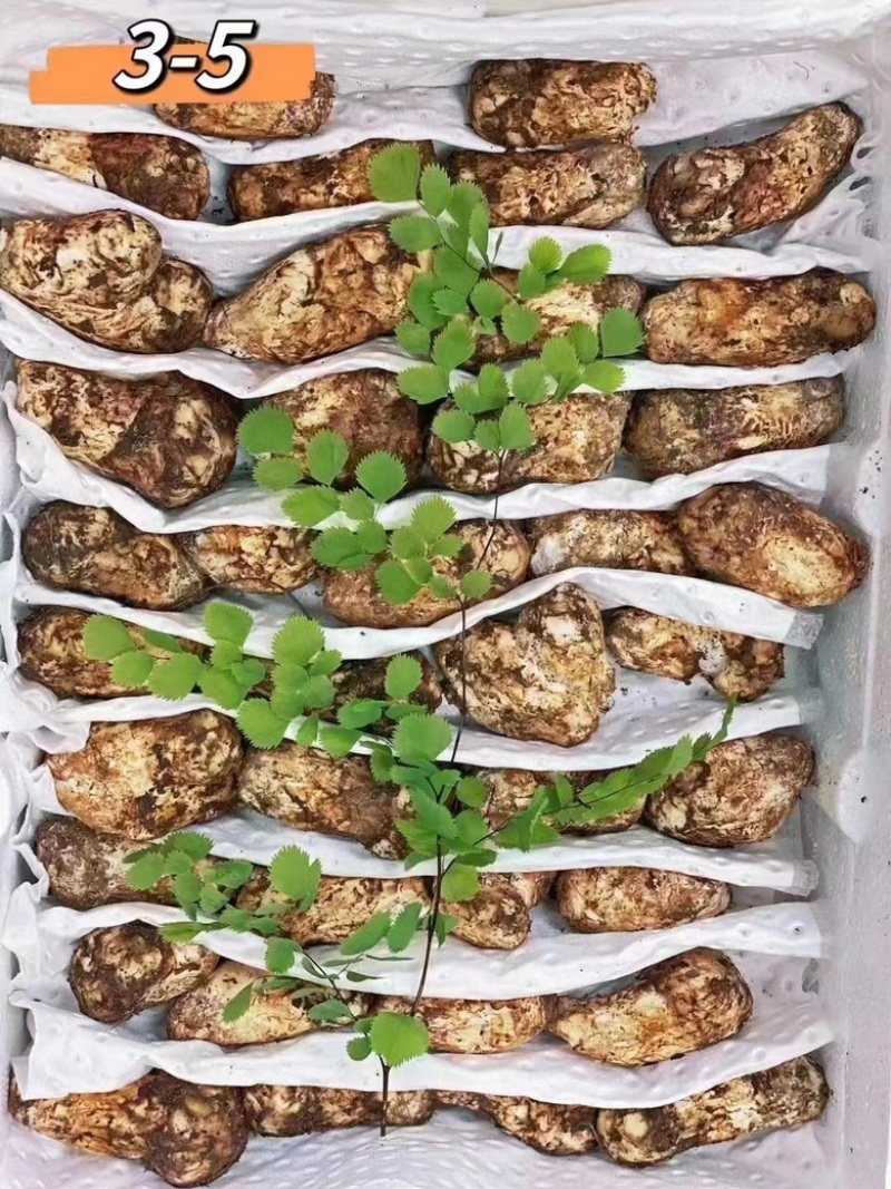 四川甘孜鲜松茸精选品质雅江野生菌雅江特产