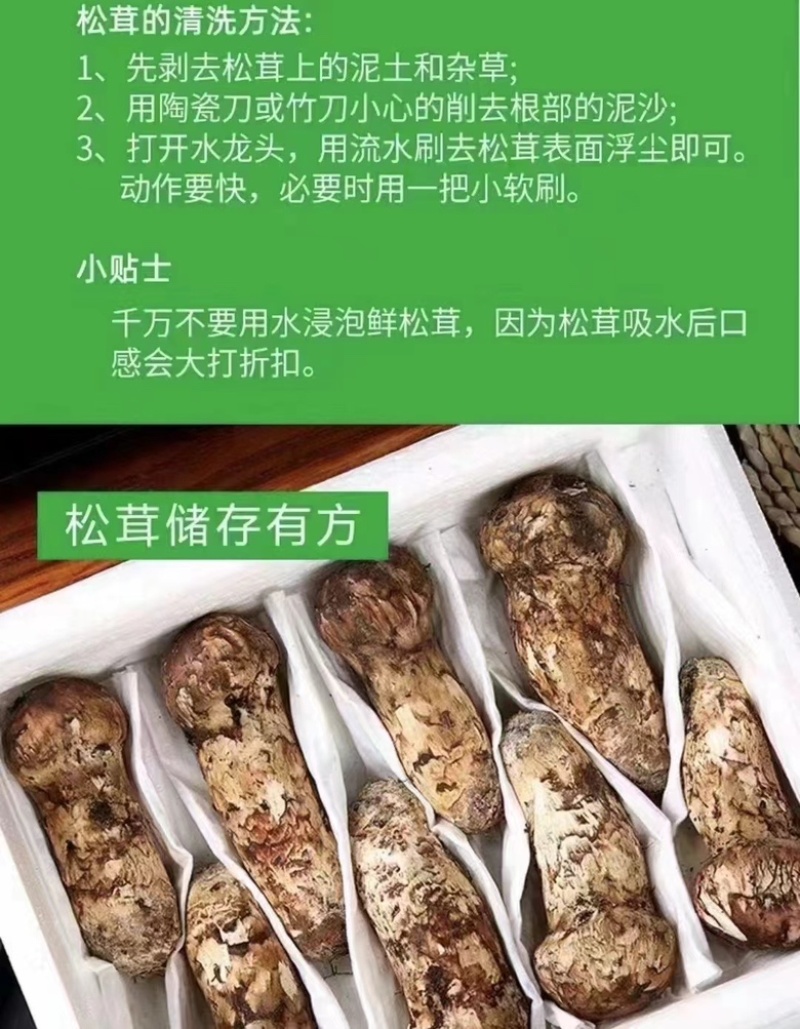 四川甘孜鲜松茸精选品质雅江野生菌雅江特产
