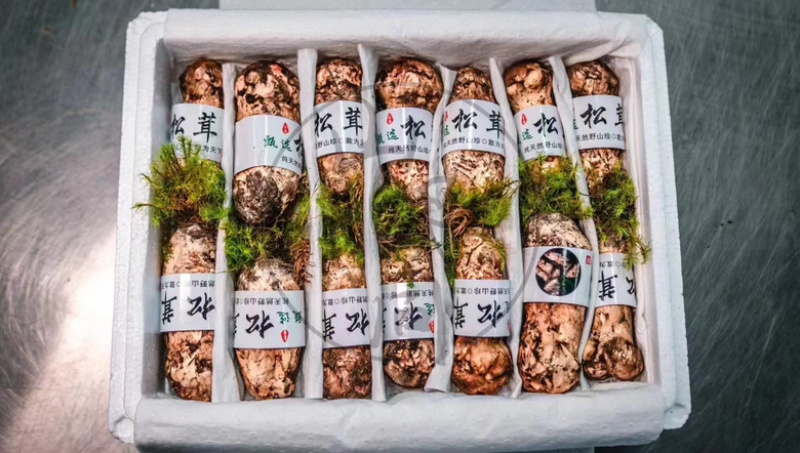 四川甘孜鲜松茸精选品质雅江野生菌雅江特产