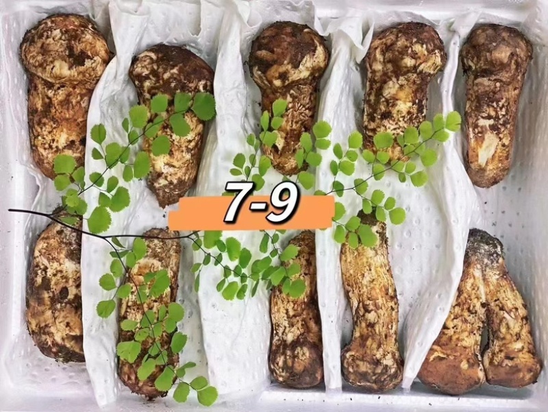 四川甘孜鲜松茸精选品质雅江野生菌雅江特产