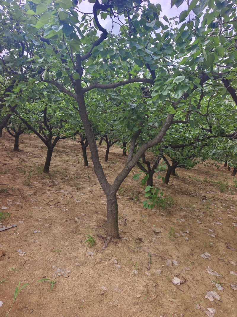 山杏基地杏树苗圃基地价格美丽保证成活山杏苗圃杏树产业基地