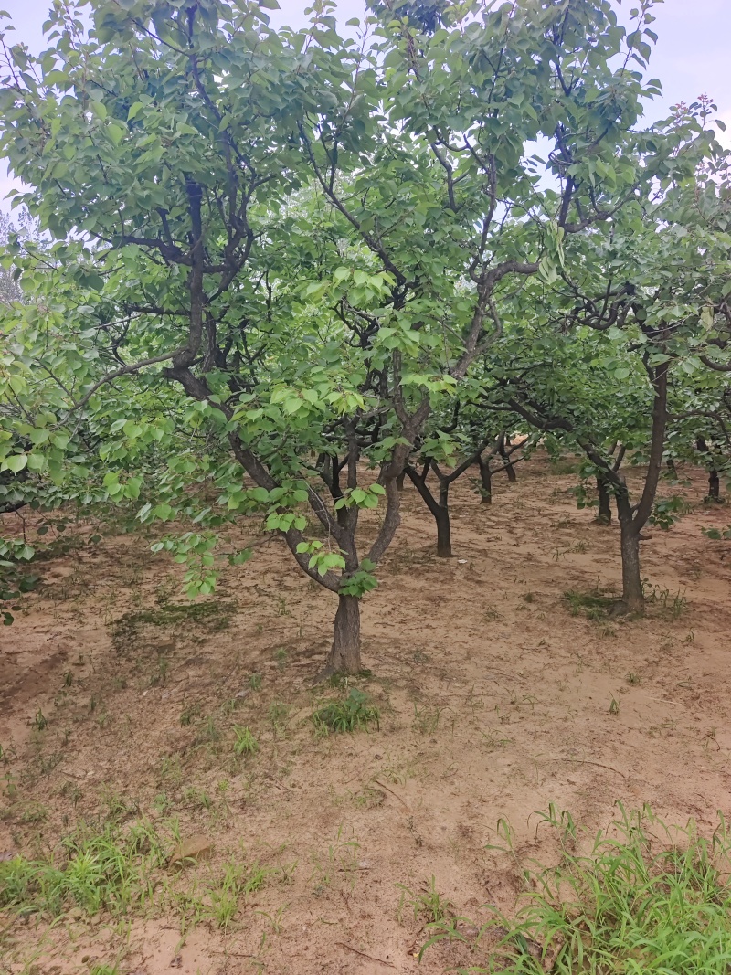 山杏基地杏树苗圃基地价格美丽保证成活山杏苗圃杏树产业基地