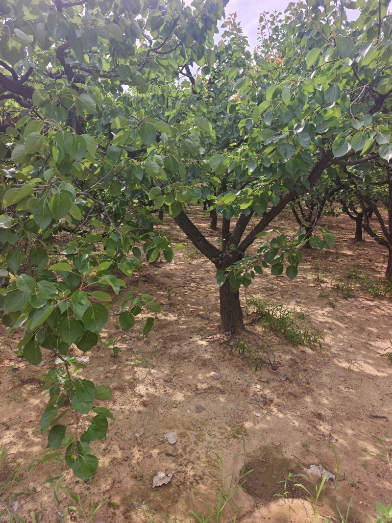 山杏基地杏树苗圃基地价格美丽保证成活山杏苗圃杏树产业基地