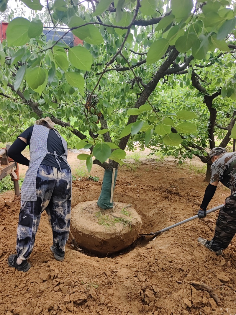 山杏基地杏树苗圃基地价格美丽保证成活山杏苗圃杏树产业基地