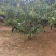 山杏基地杏树苗圃基地价格美丽保证成活山杏苗圃杏树产业基地