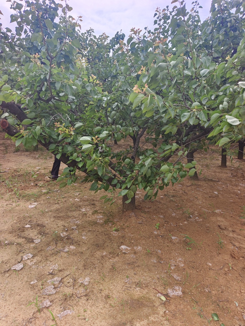 山杏基地杏树苗圃基地价格美丽保证成活山杏苗圃杏树产业基地