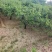 山杏基地杏树苗圃基地价格美丽保证成活山杏苗圃杏树产业基地