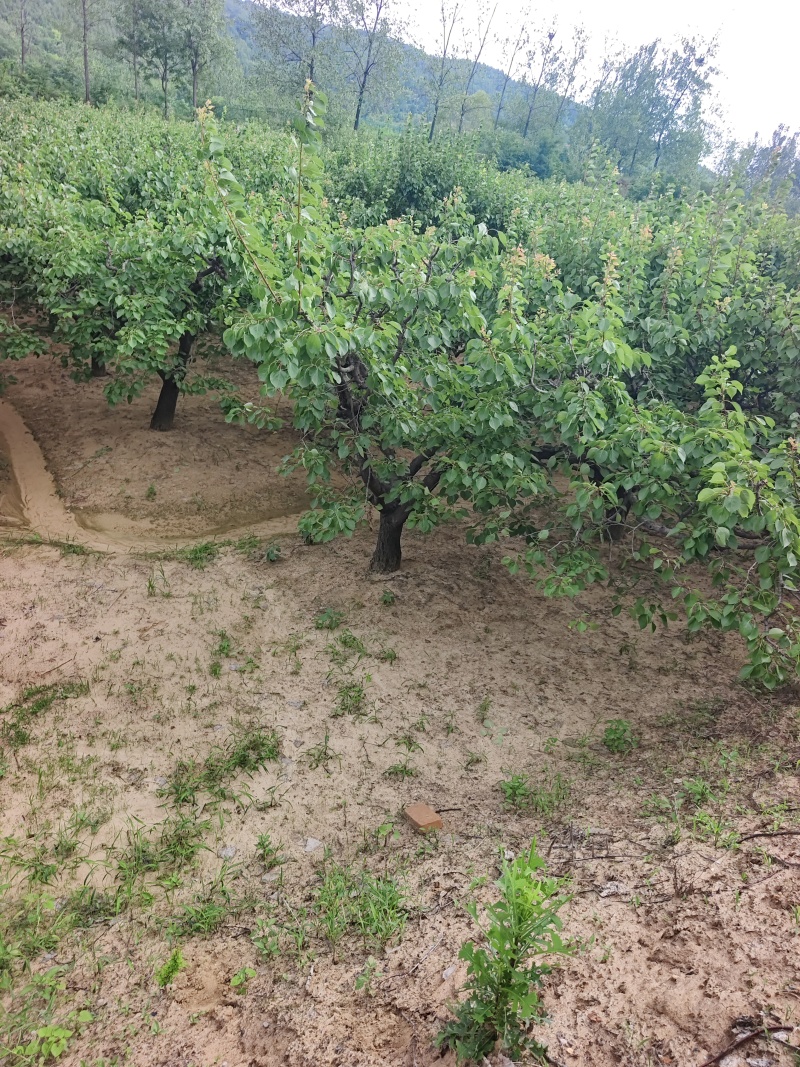 山杏基地杏树苗圃基地价格美丽保证成活山杏苗圃杏树产业基地