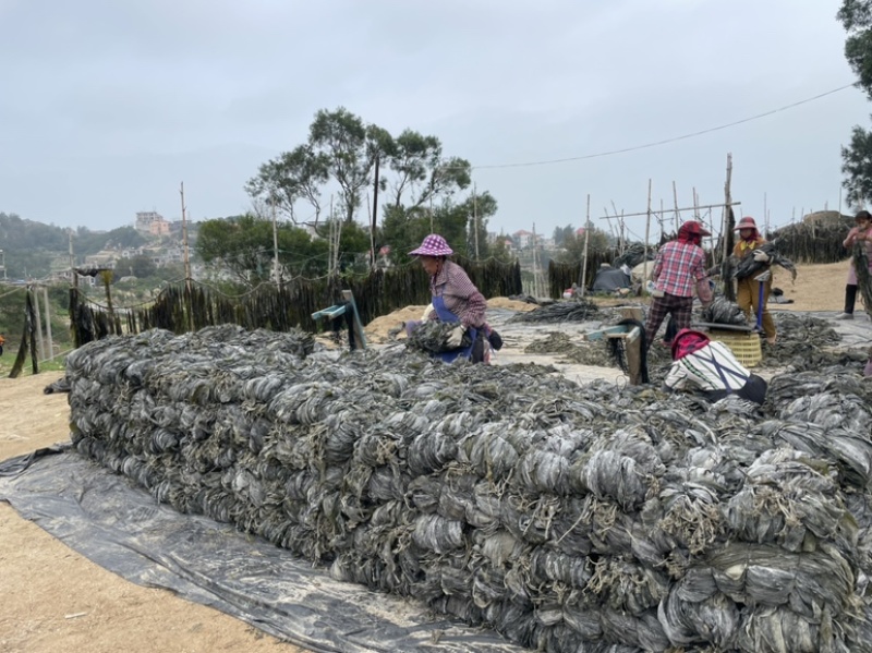 新货海带今年上市福建自家种植海带天然日晒无沙厚海带