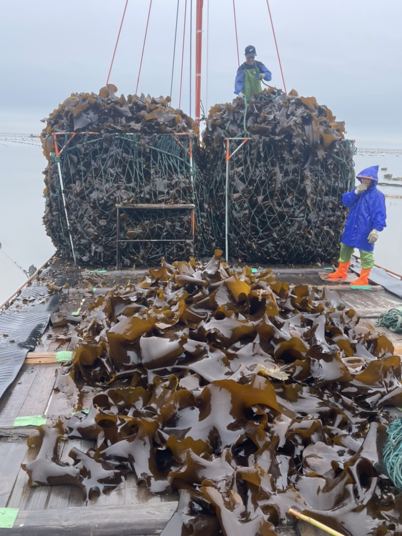 新货海带今年上市福建自家种植海带天然日晒无沙厚海带