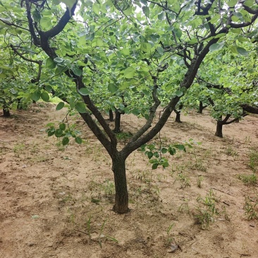 山杏基地杏树苗圃基地价格美丽保证成活山杏苗圃杏树产业基地