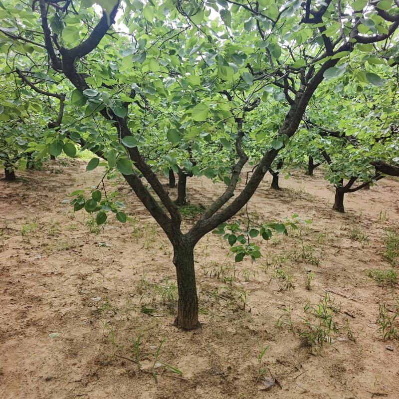 山杏基地杏树苗圃基地价格美丽保证成活山杏苗圃杏树产业基地