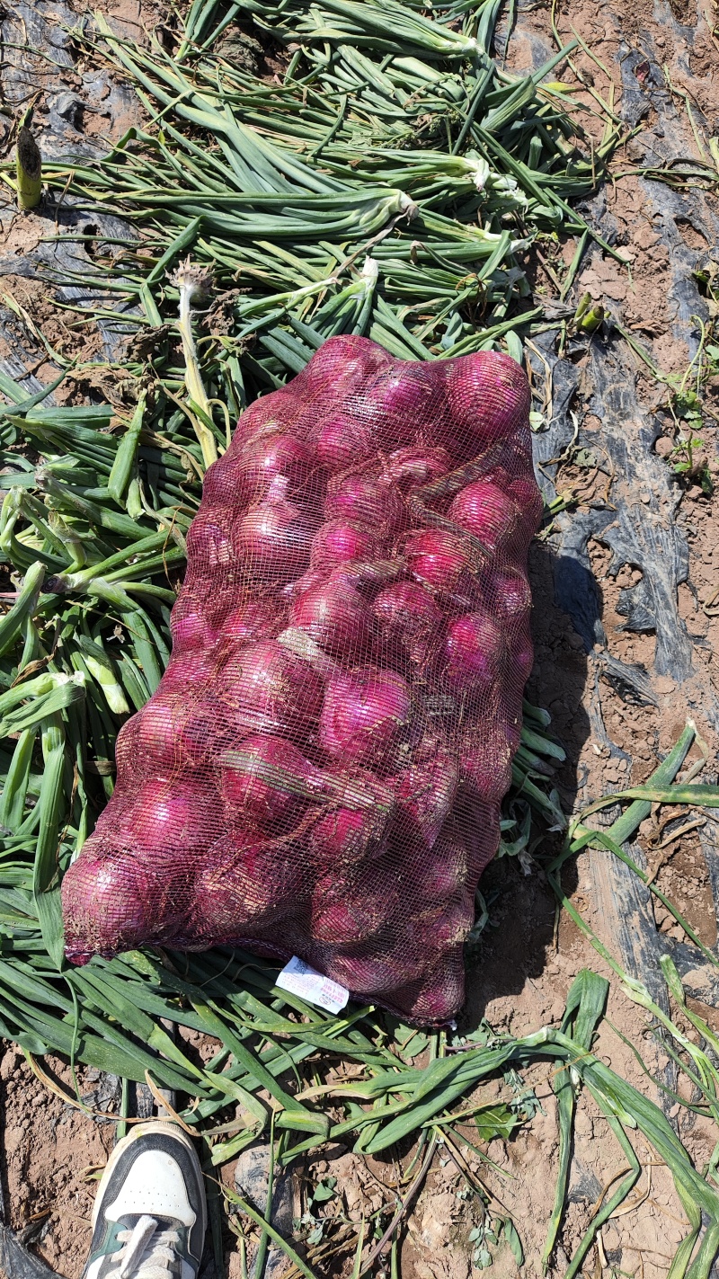 紫皮洋葱/量大从优/产地直发货源充足诚信经营可视频看货