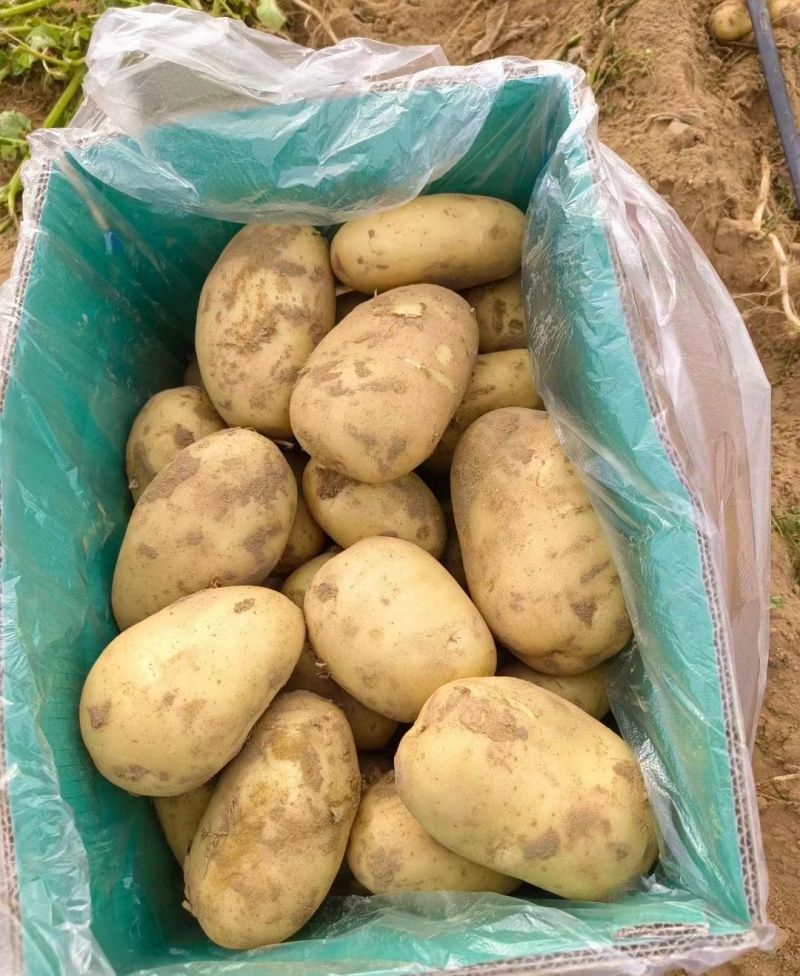 1陕西榆林土豆沃土5号黄心土豆产地一手货源实力发全国