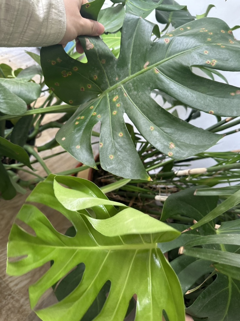 山东菌立清1千克货源充值厂家直发量大从优欢迎来电
