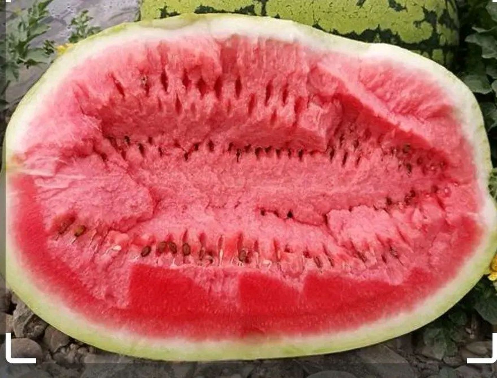 西瓜红外观展示